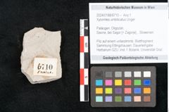 Foto (Objekt + Etikett) von Xylomites umbilicatus Unger (NHMW-GEO-2024-0188-6710)